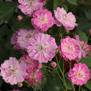 Roz-violet, centrul alb - trandafir pentru straturi Polyantha